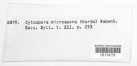 Cytospora microspora image